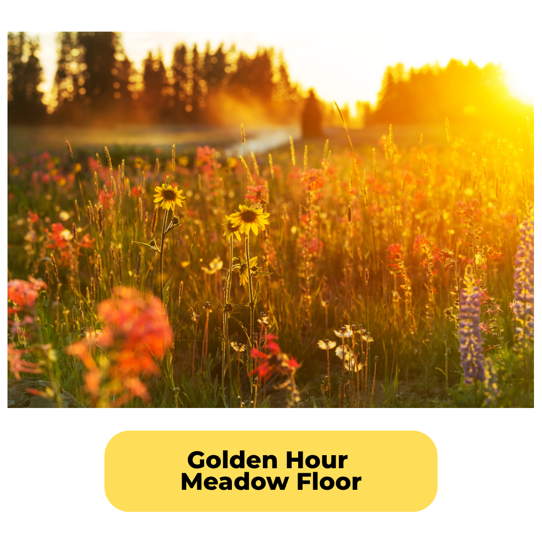 Golden Hour Meadow Floor