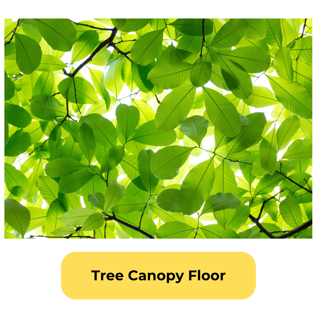 Tree Canopy Floor